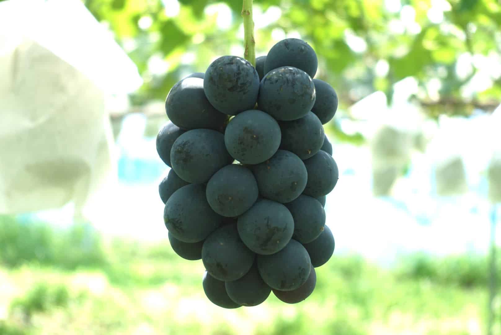 ぶどうの色づきが増してます。 | ひとつぶ堂